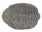 Morocops Trilobite Fossil - Rock Removed #55856-2